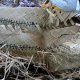 44- La natte de pandanus, traditionnelle aux Fidji 